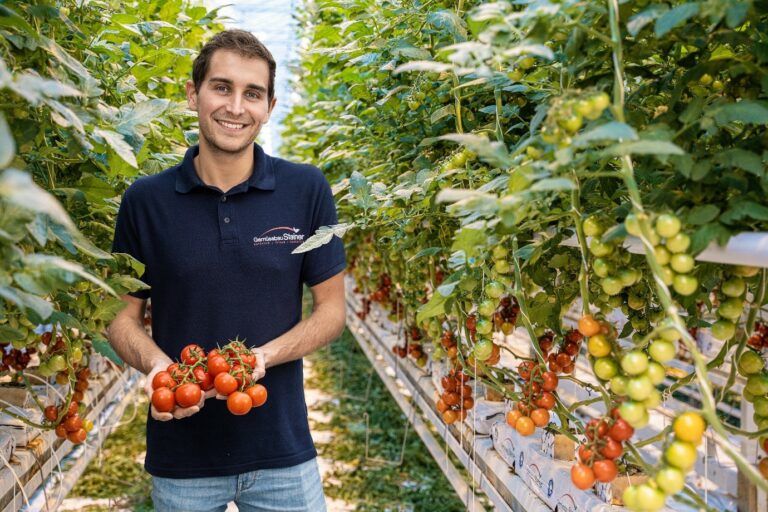 Eine lächelnde Person in einem marineblauen Polohemd steht in einem Gewächshaus in Emmerting und hält Büschel reifer roter Wintertomaten in der Hand, umgeben von Reihen von Tomatenpflanzen, die sowohl rote als auch grüne Früchte tragen, frisch geerntet.