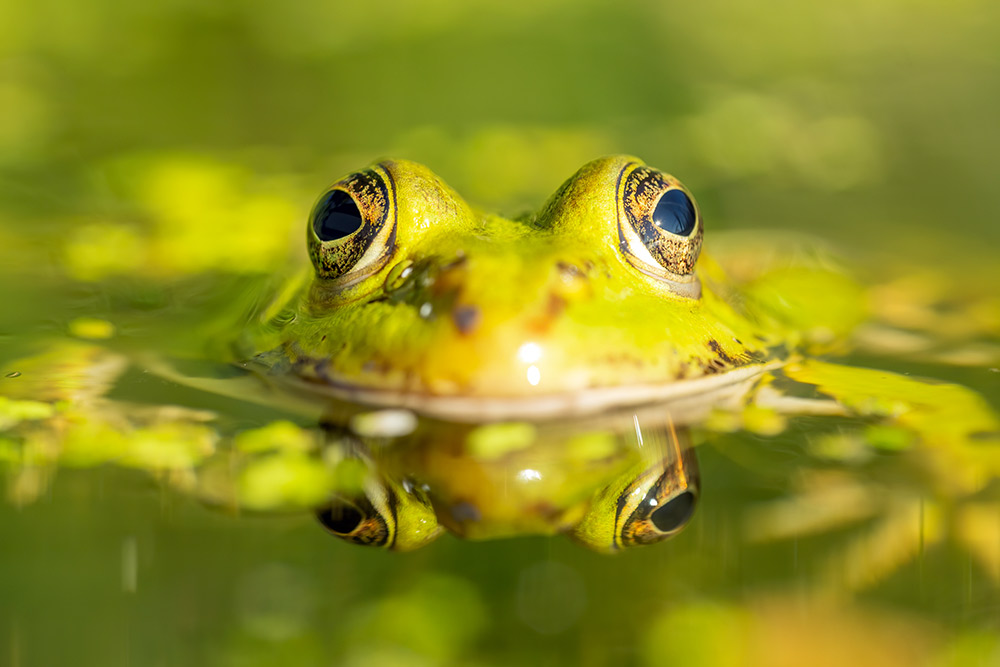 Ein grüner Frosch, der teilweise in Wasser eingetaucht ist, wobei nur seine Augen und der obere Teil seines Kopfes über der Oberfläche sichtbar sind, umgeben von schwimmenden grünen Blättern und Spiegelungen.